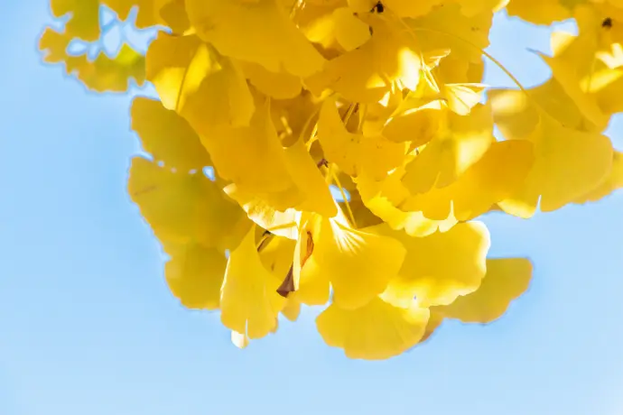 a bunch of yellow flowers hanging from a tree